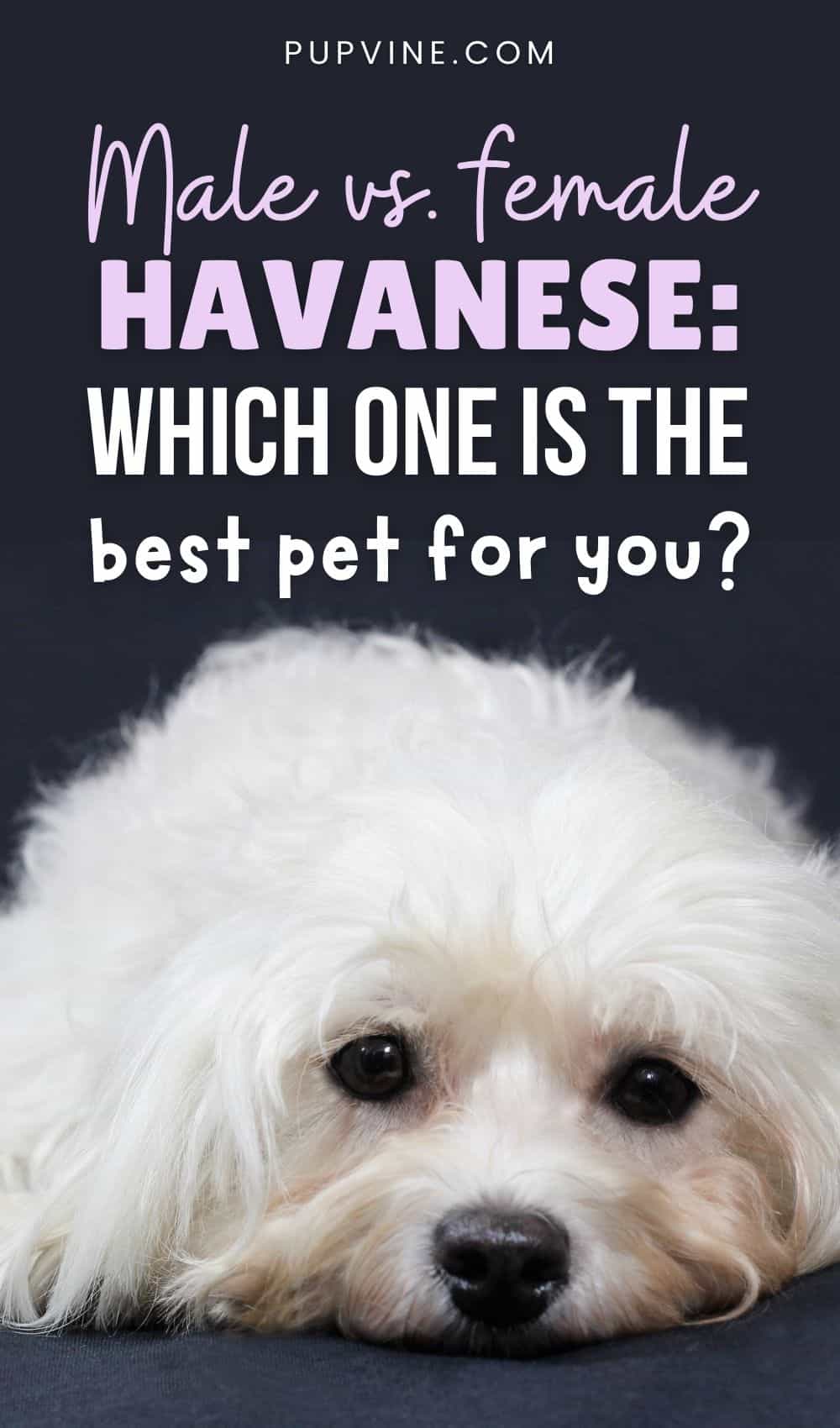 Male Vs. Female Havanese Which One Is The Best Pet For You