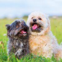 two cute Havanese