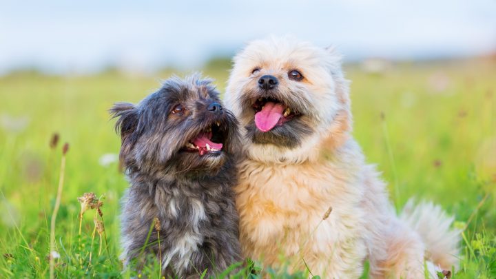 Male Vs. Female Havanese: Which One Is The Best Pet For You?