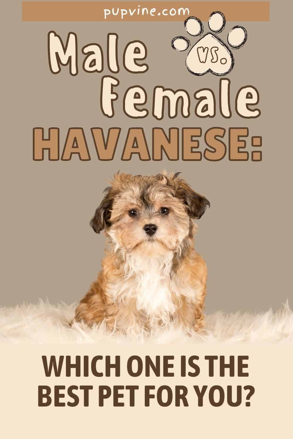 Male Vs. Female Havanese: Which One Is The Best Pet For You?
