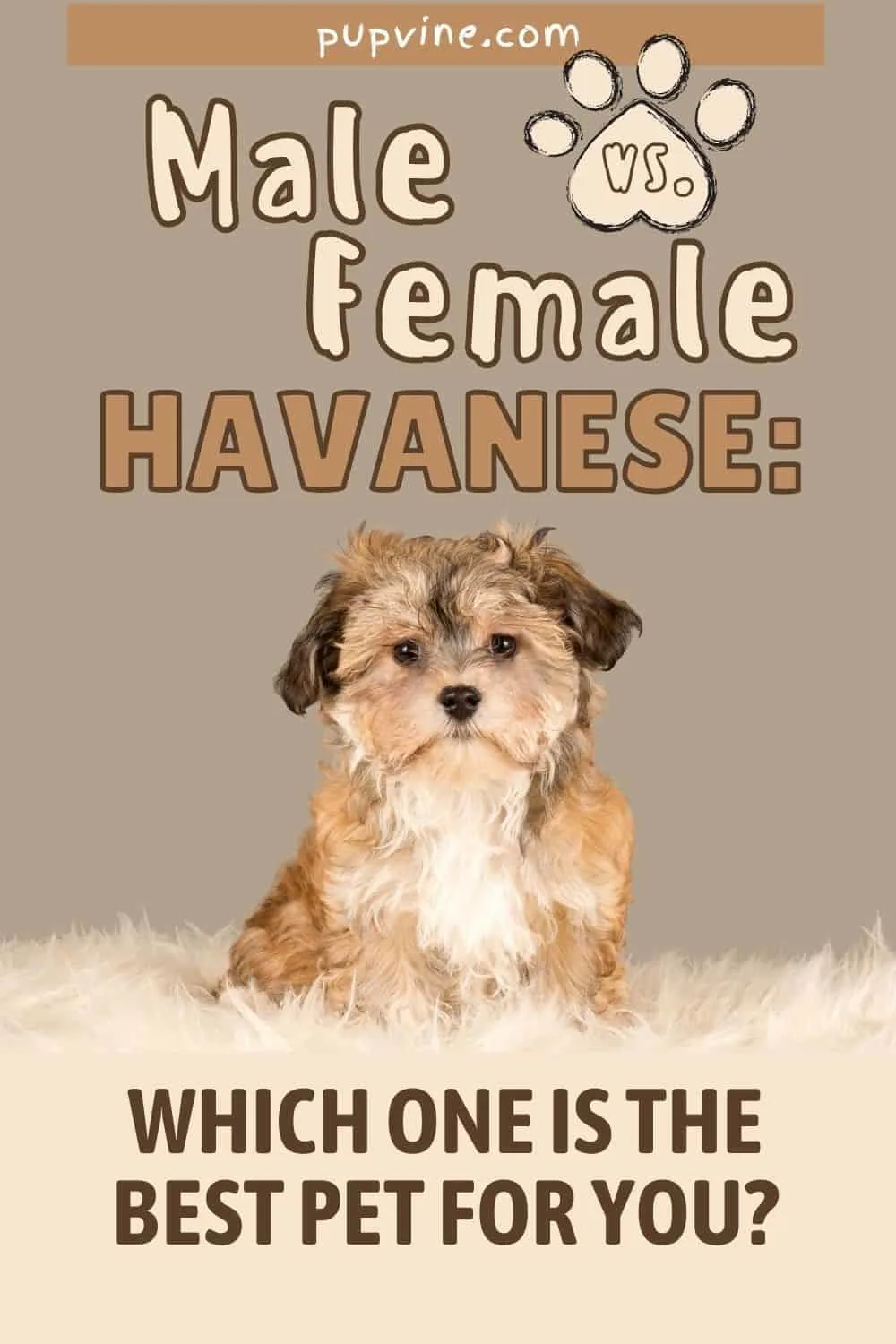 Male Vs. Female Havanese: Which One Is The Best Pet For You?