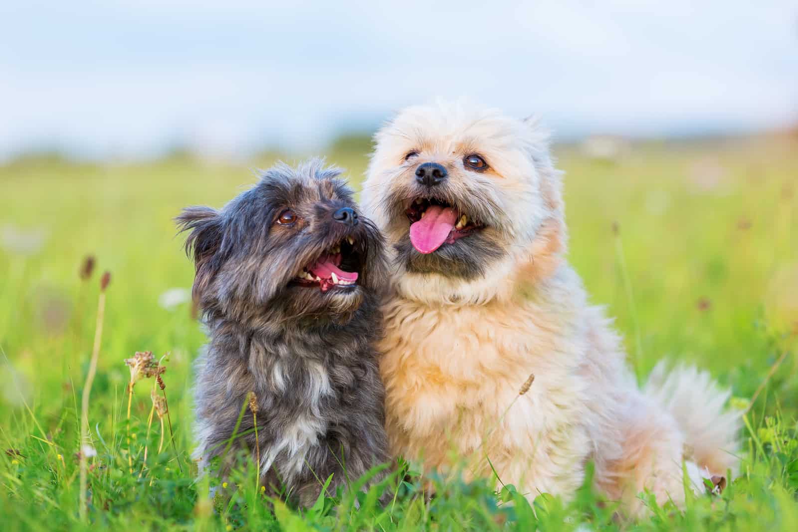 two cute Havanese