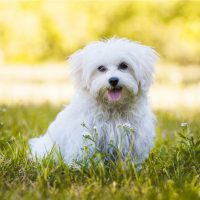 Young maltese dog in a meadow