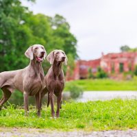 two weimaraner dogs standing on the grass