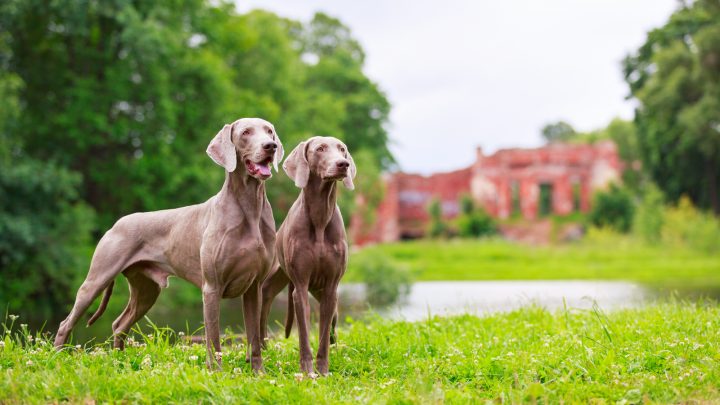 Male Vs. Female Weimaraner: Which Gray Ghost Should You Choose?