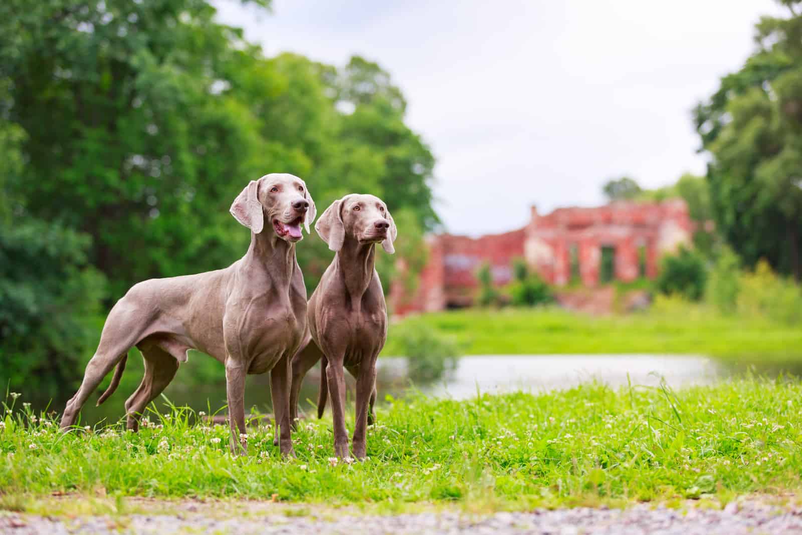 two weimaraner dogs standing on the grass