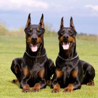 two doberman dogs lying on the grass