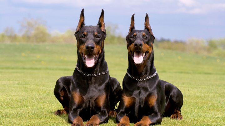 Male Vs Female Doberman: Your Questions Answered