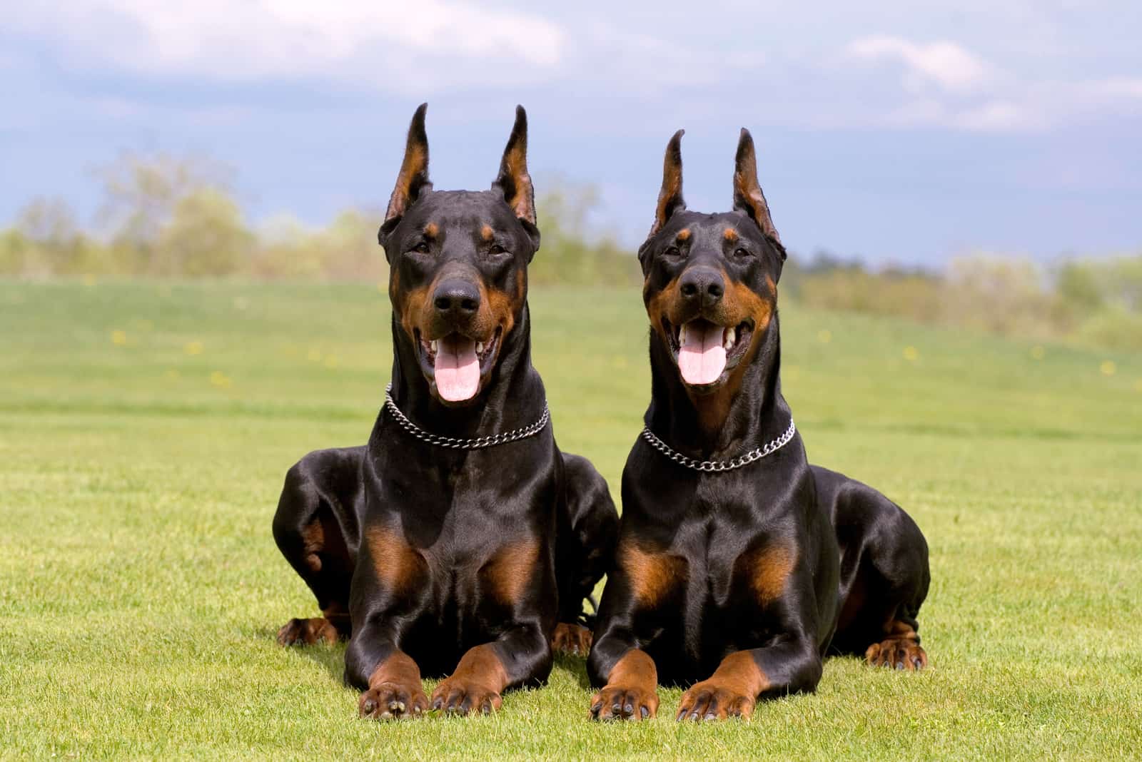 two doberman dogs lying on the grass