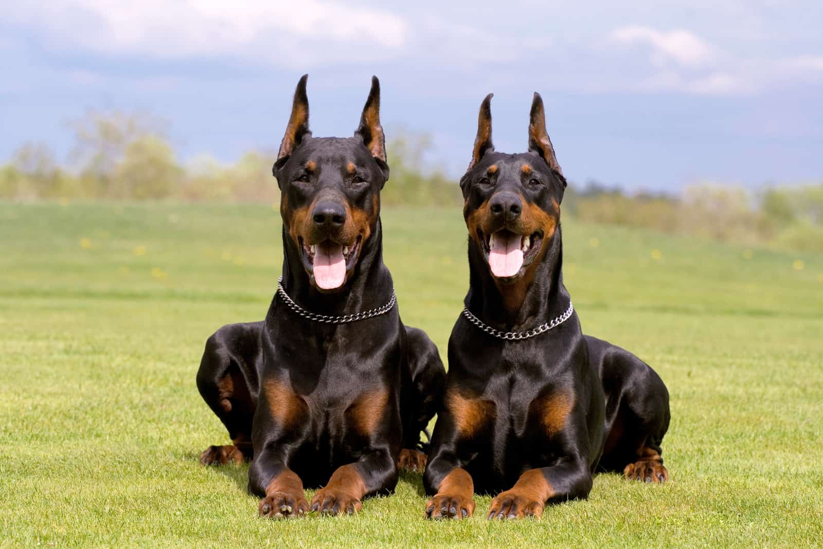 Male Vs Female Doberman: Your Questions Answered