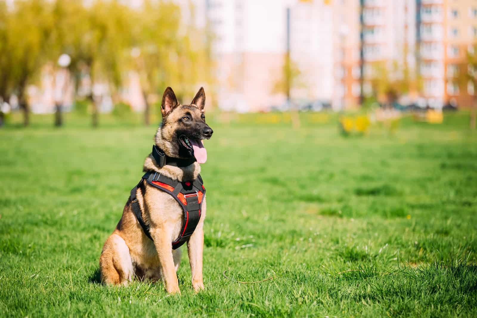 Malinois Dog Sit Outdoors on Green Summer Grass At Training