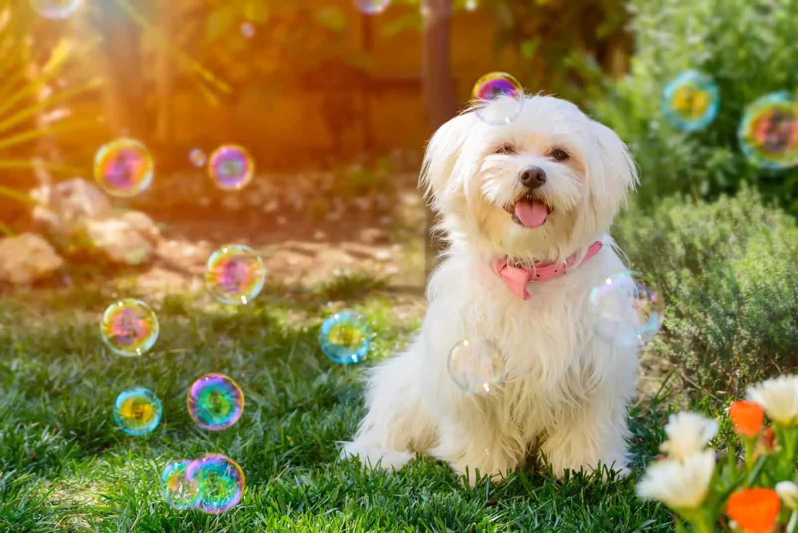 Maltese Puppy dog among Soap Bubbles in the Garden