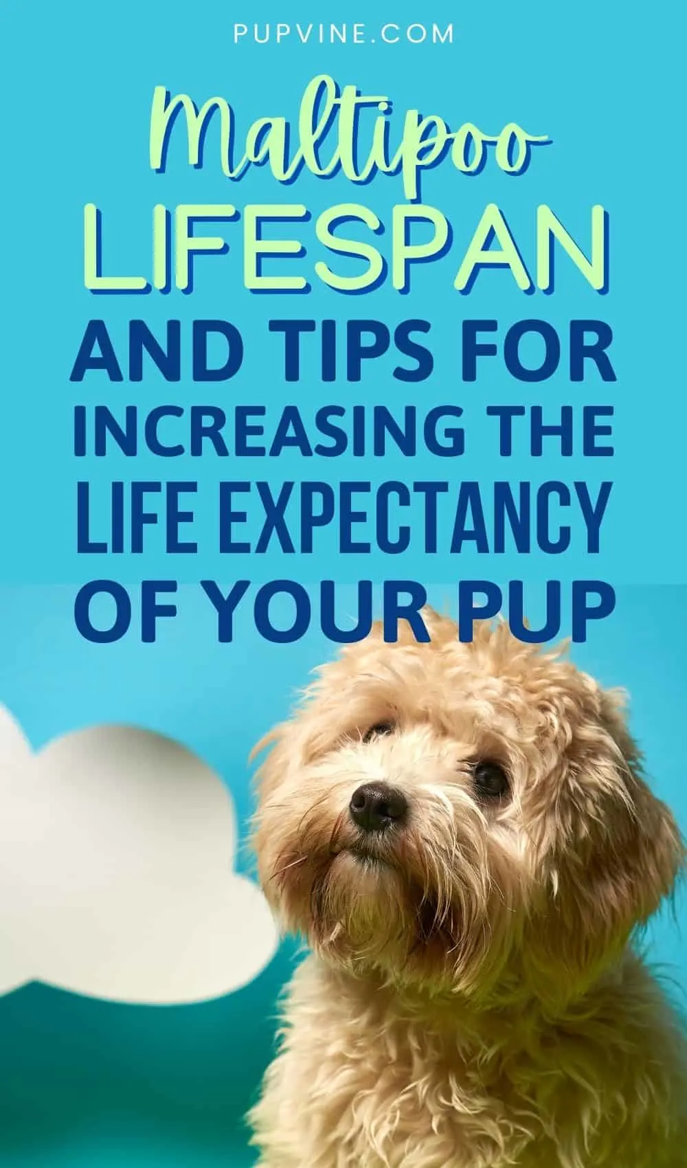 Maltipoo Lifespan And Tips For Increasing The Life Expectancy Of Your Pup