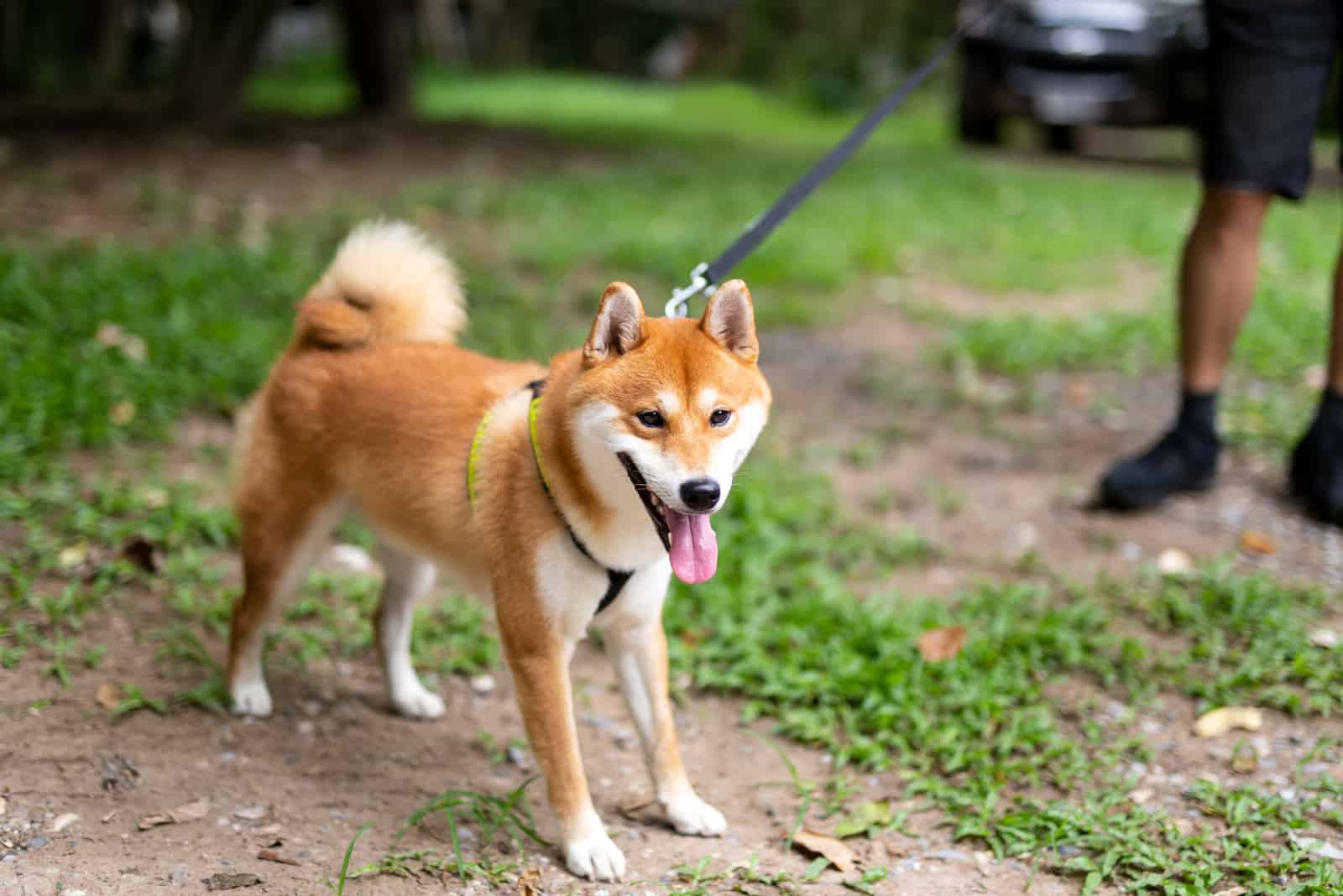 Man owner taking Shiba Inu dog on leash walking in the park
