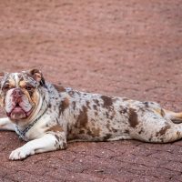 merle english bulldog lying flat on the red brick road