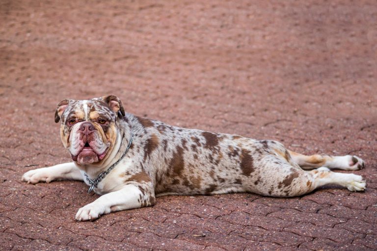 merle english bulldog lying flat on the red brick road