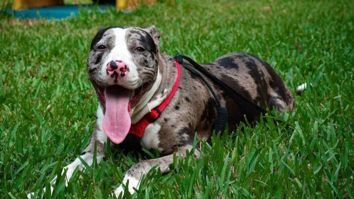 Merle Pitbull – All About This Beautiful Pittie Color