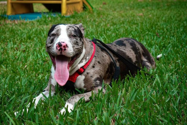 merle pitbull