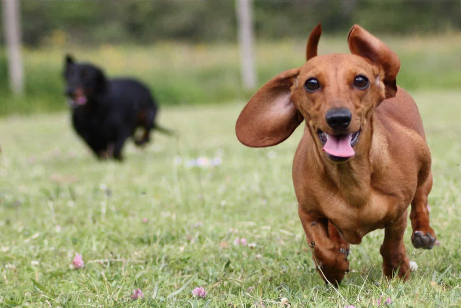 Miniature Smooth Haired Dachshund