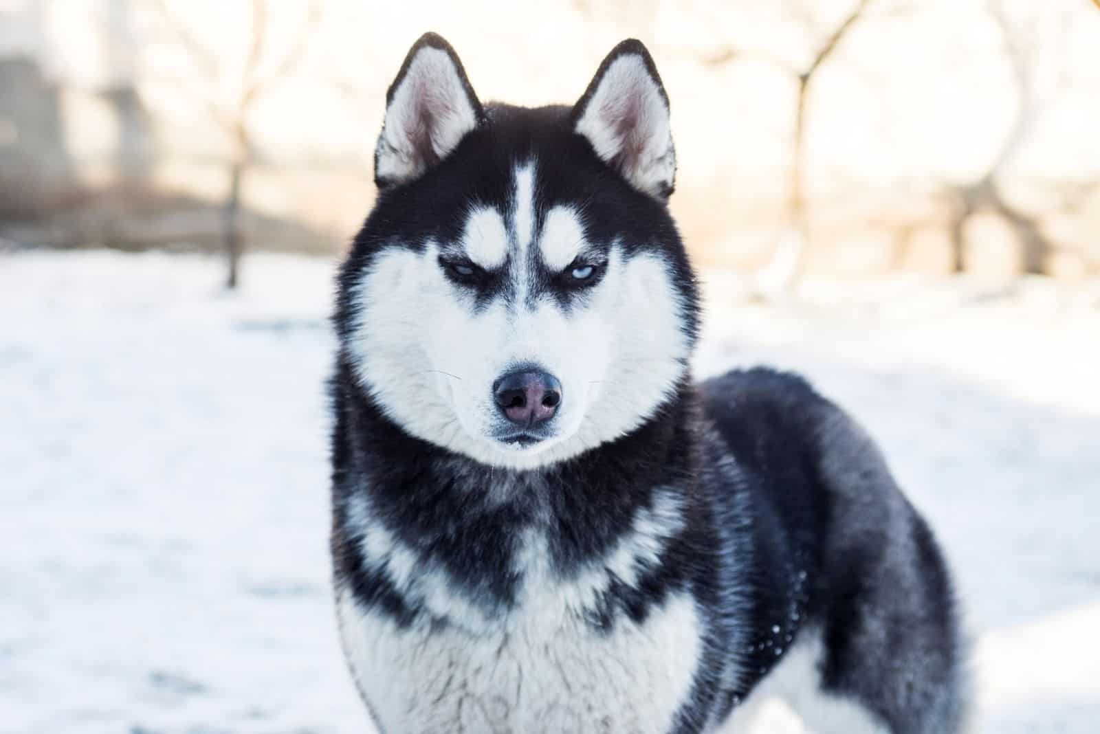 Muzzle of Siberian Husky dog on snow background on bright sunny day