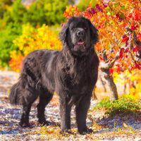 black newfoundland dog standing in the autumn park
