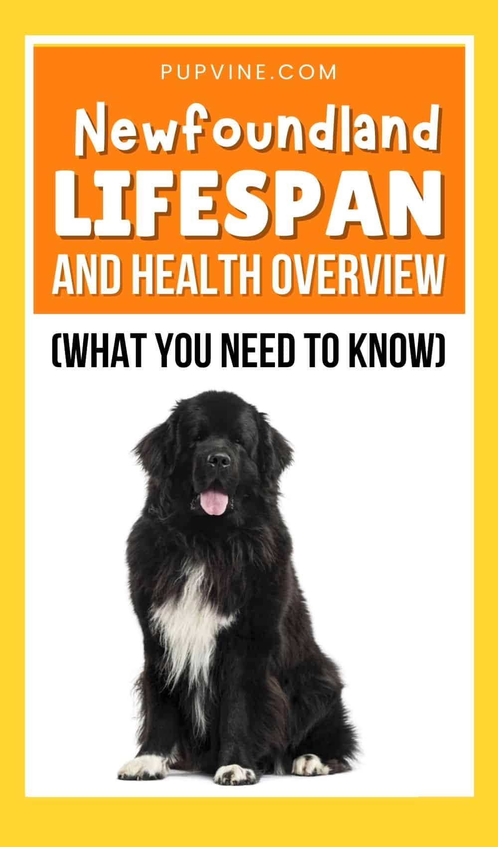 Newfoundland Lifespan And Health Overview (What You Need To Know)