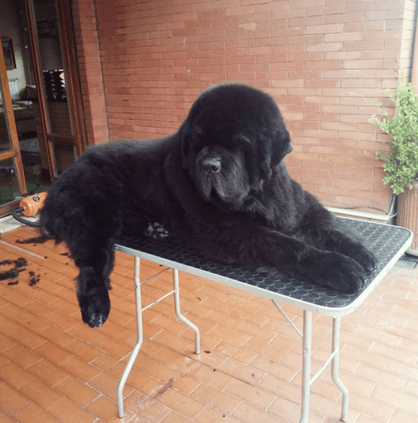 Newfoundland lying on table