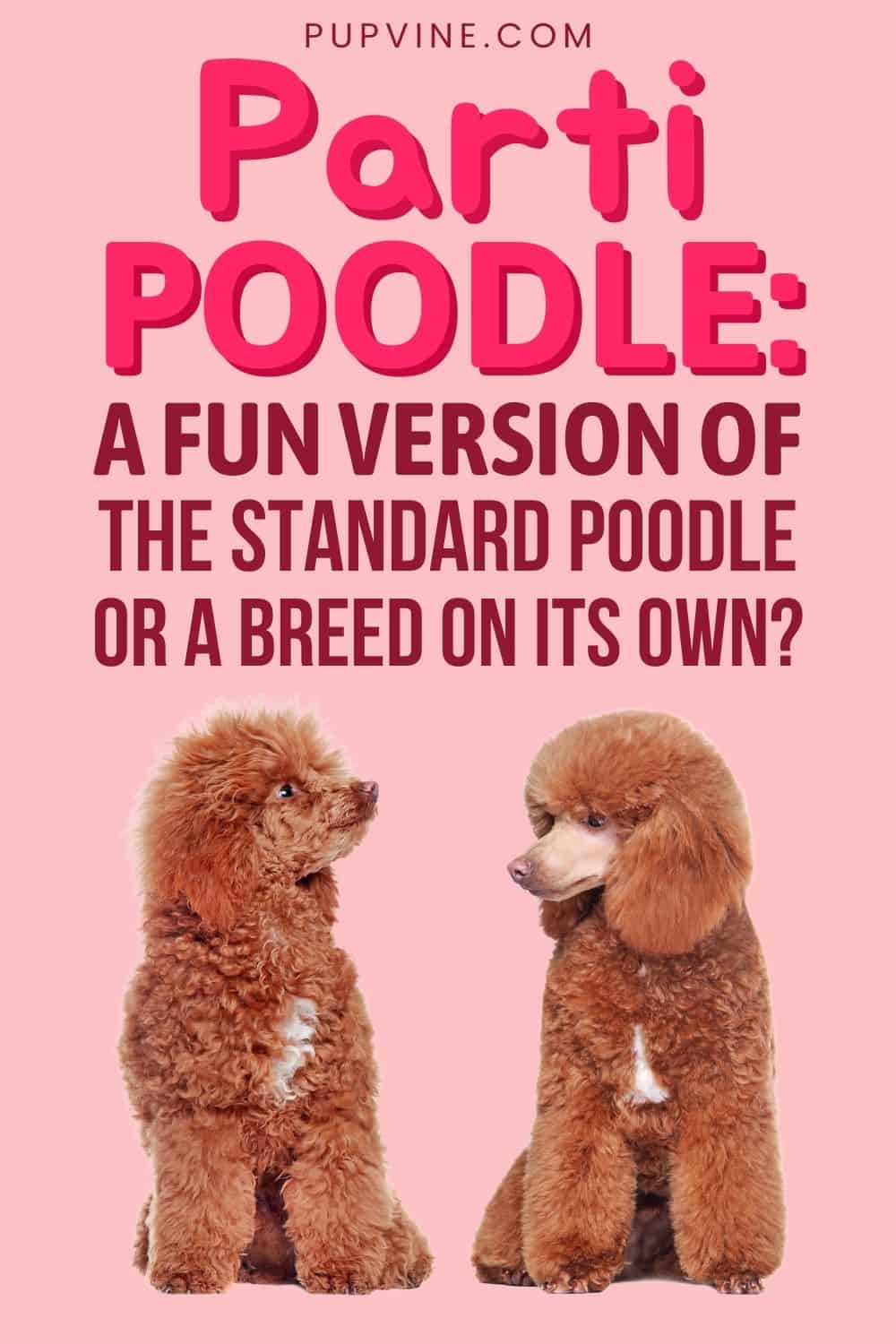 Parti Poodle: A Fun Version Of The Standard Poodle Or A Breed On Its Own?