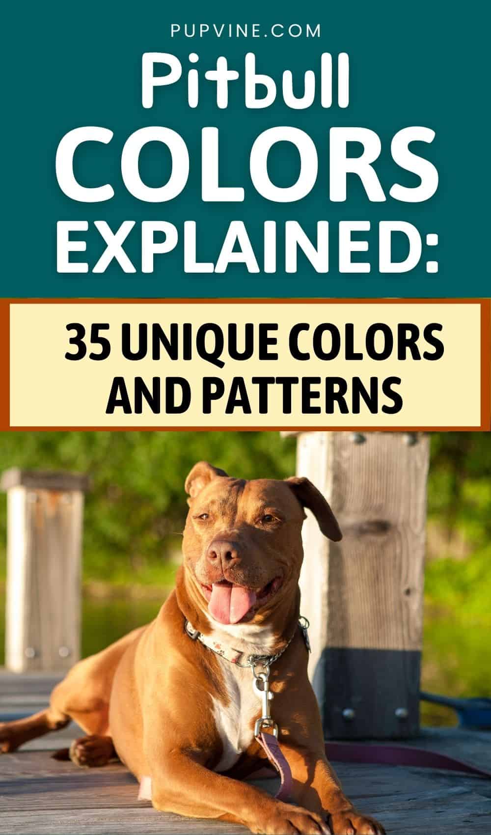 Pitbull Colors Explained: 35 Unique Colors And Patterns