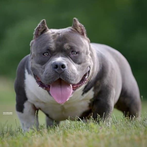 Pitbull standing outside