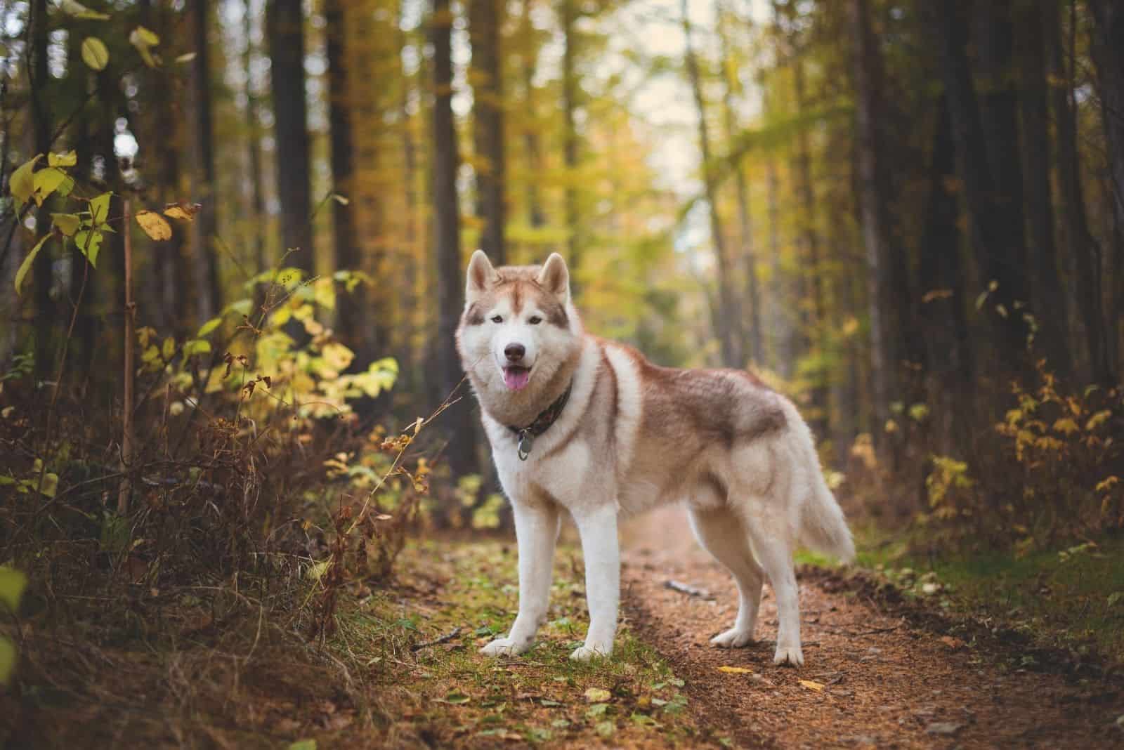Portrait of gorgeous Siberian Husky dog standing in the bright enchanting fall forest.