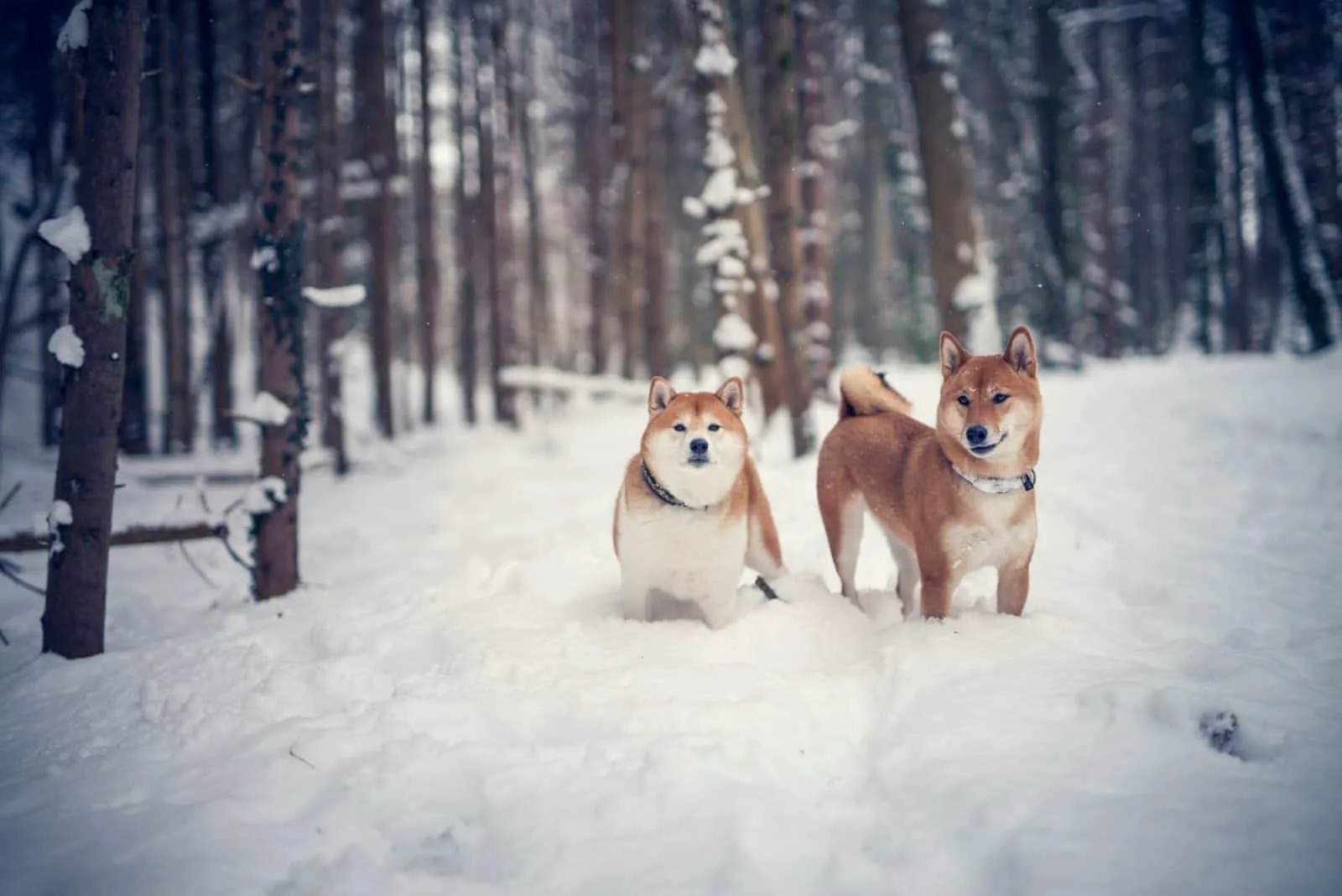 Potrait of two red shiba inus sitting together in the snow.