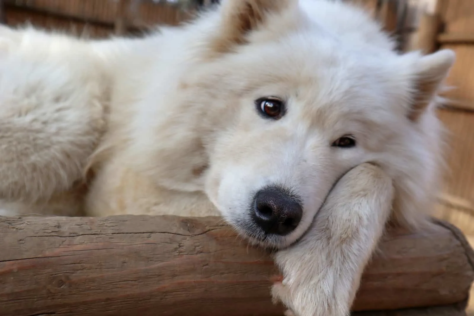 Sad white Samoyed dog