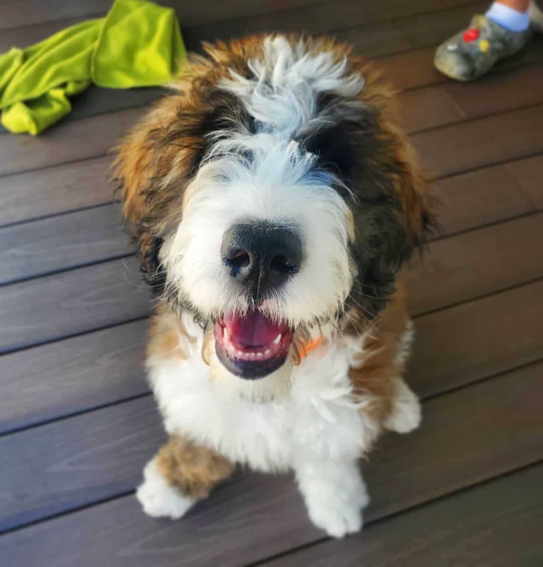 Saint Berdoodle sitting outside