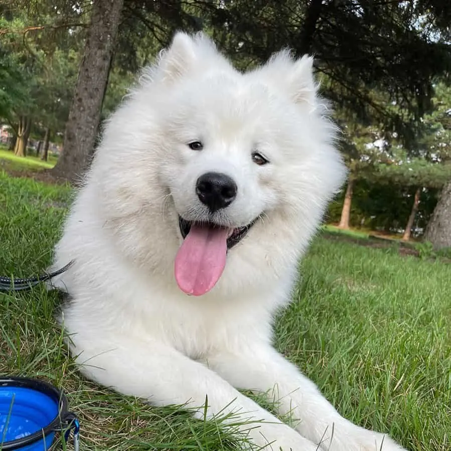Samoyed dog lying on the grass in park