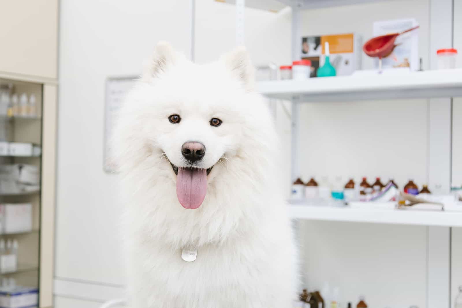 Samoyed waits for a doctors examination