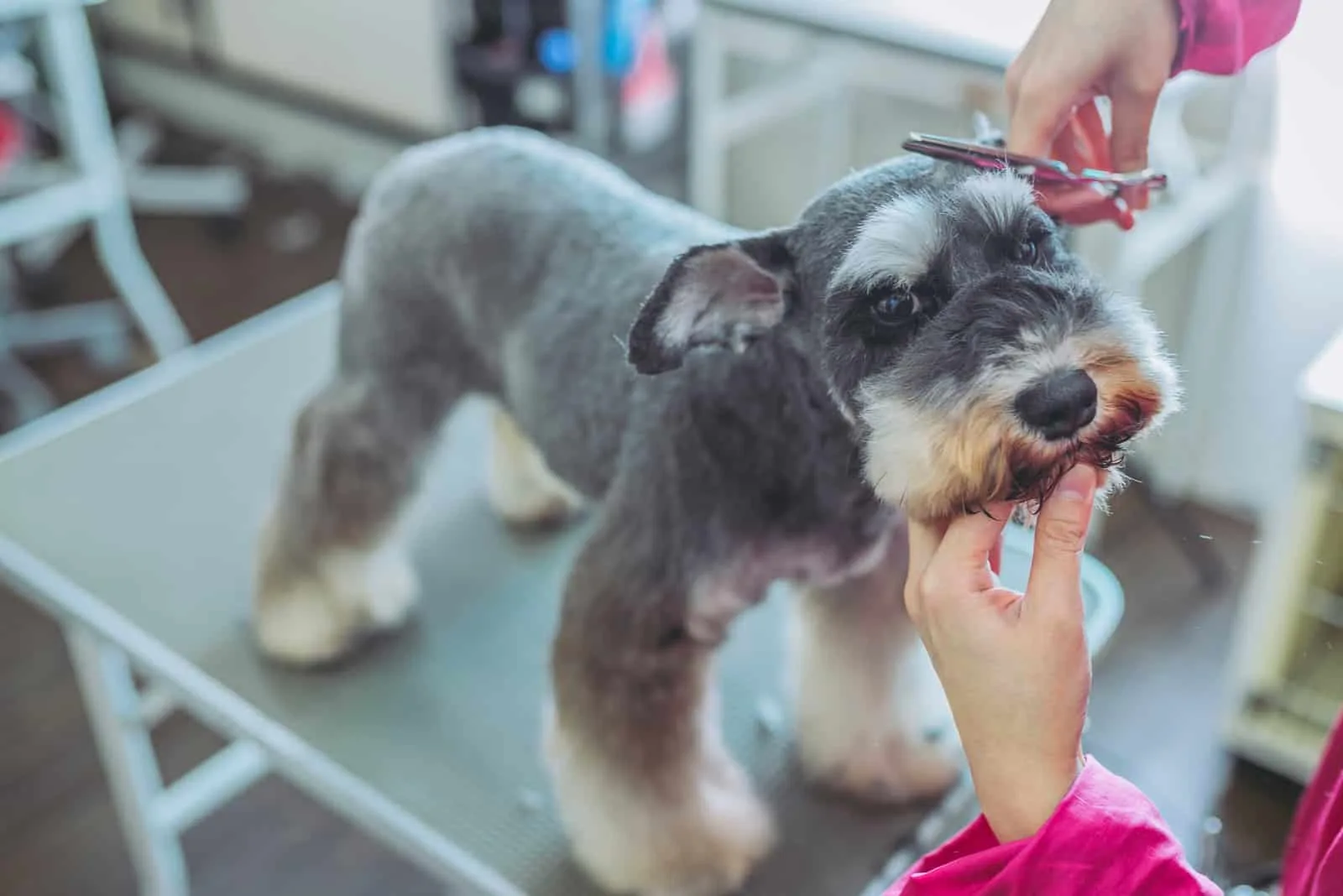 Schnauzer dog grooming in salon