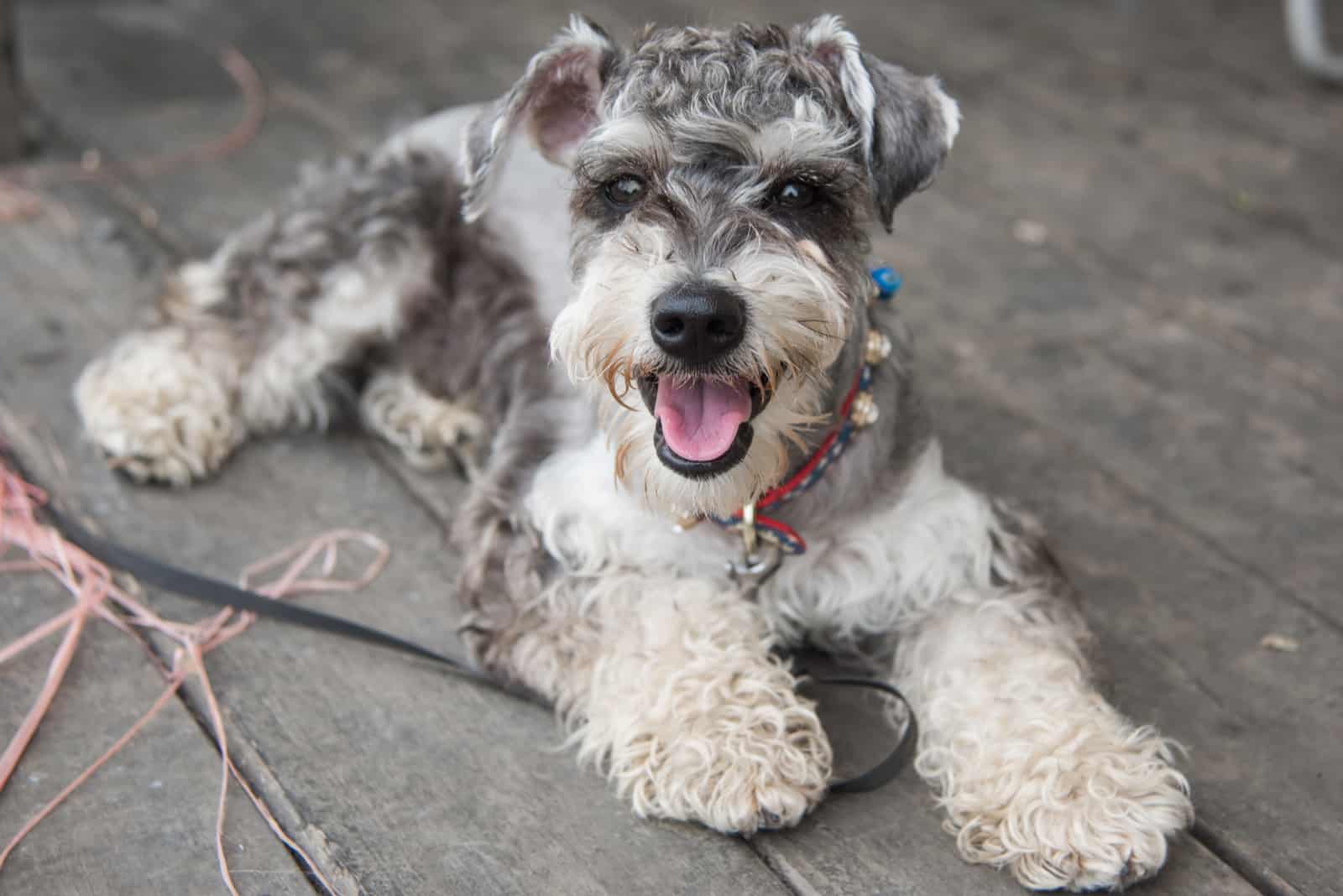 Schnauzer dog with the colorful collar lies on the wooden floor