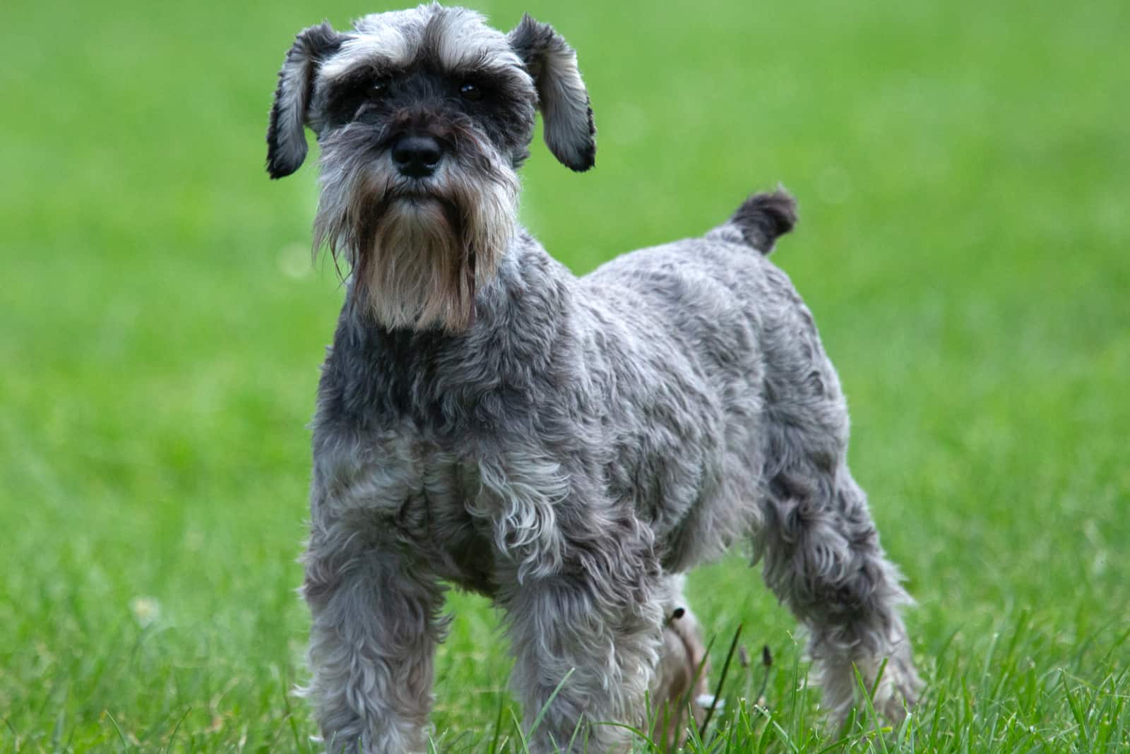 Schnauzer standing on grass