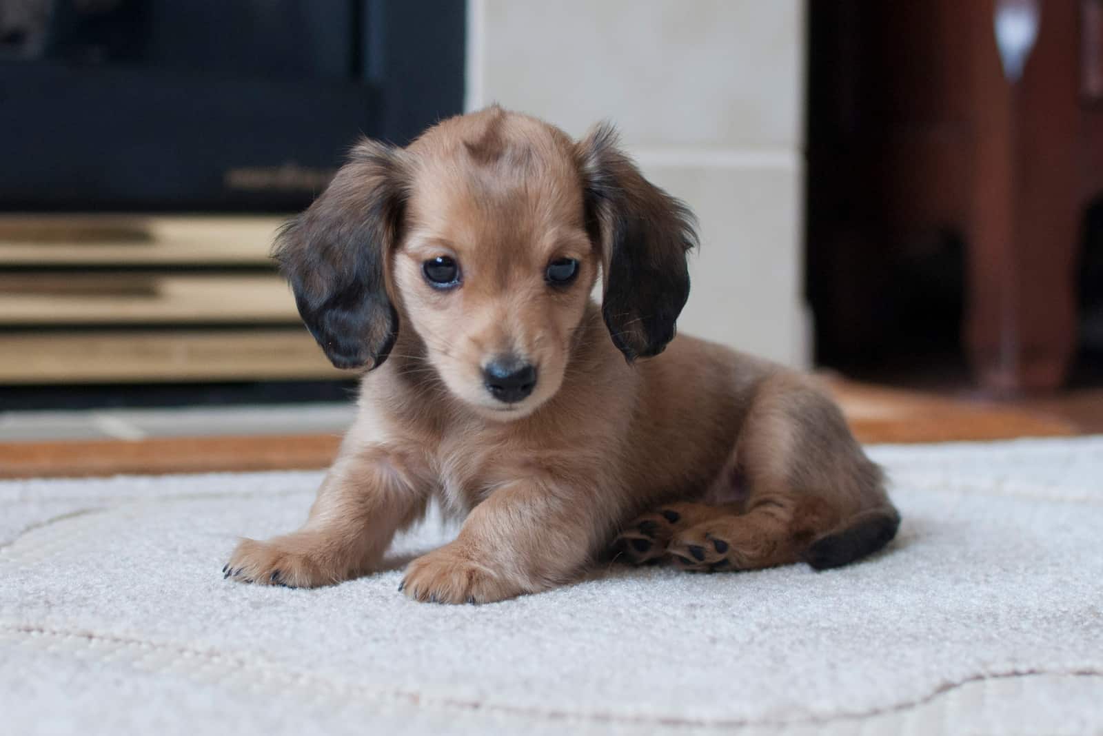 Shaded English Cream Miniature Dachshund Puppy Sitting