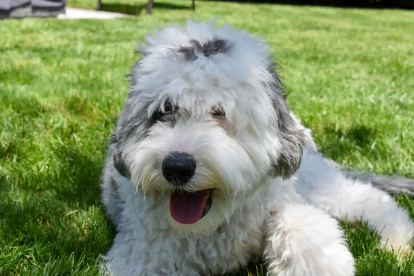 Sheepadoodle Puppy Dog outdoors