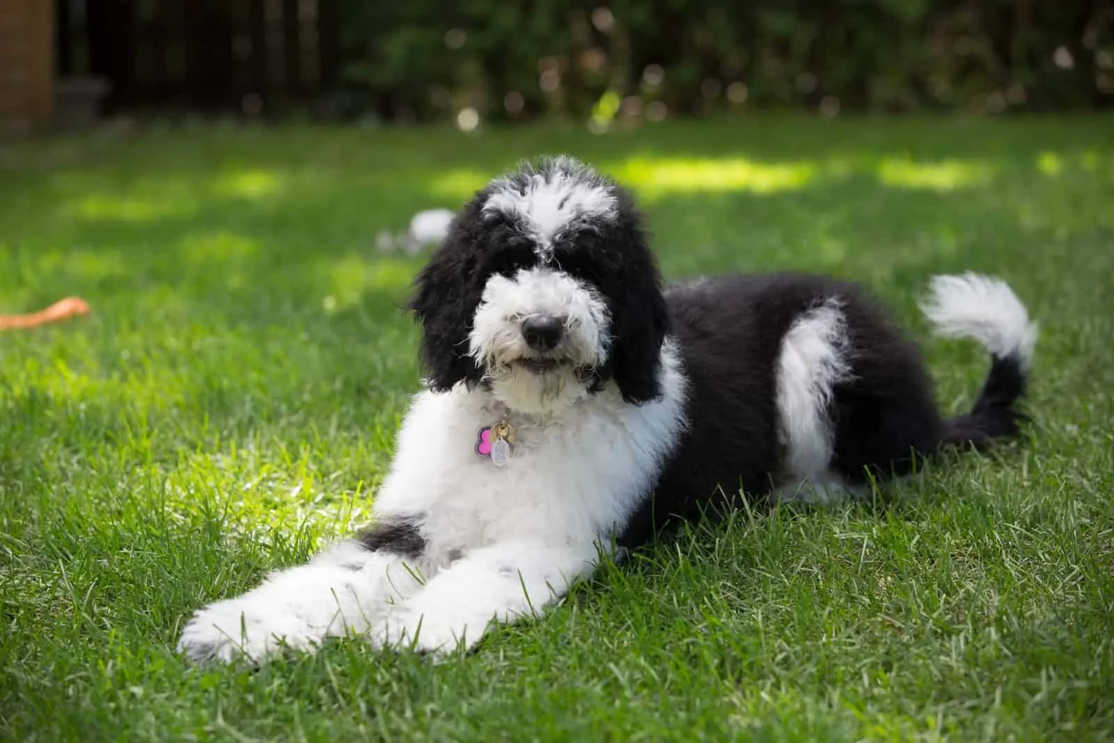 Sheepadoodle dog black and white fluffy
