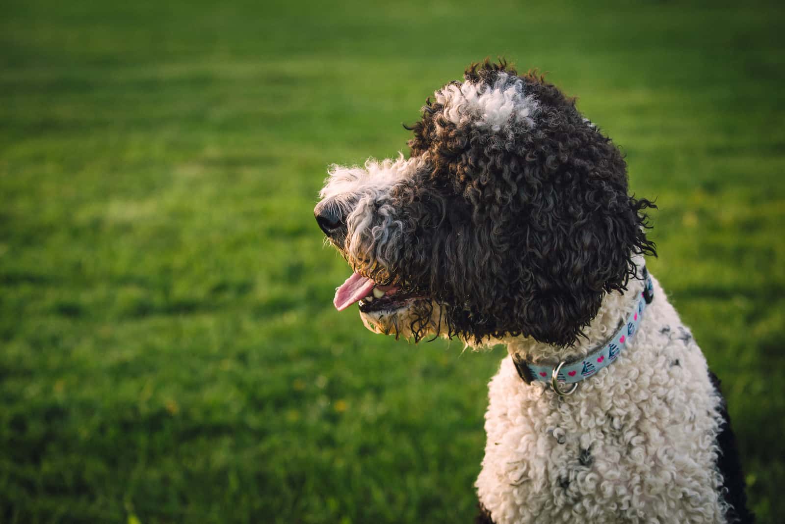 Sheepadoodle dog in park