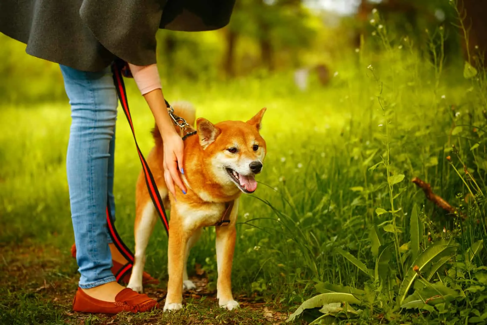 Shiba Inu stands next to the owner in the spring park