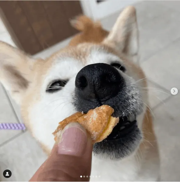 Shiba Inus eating
