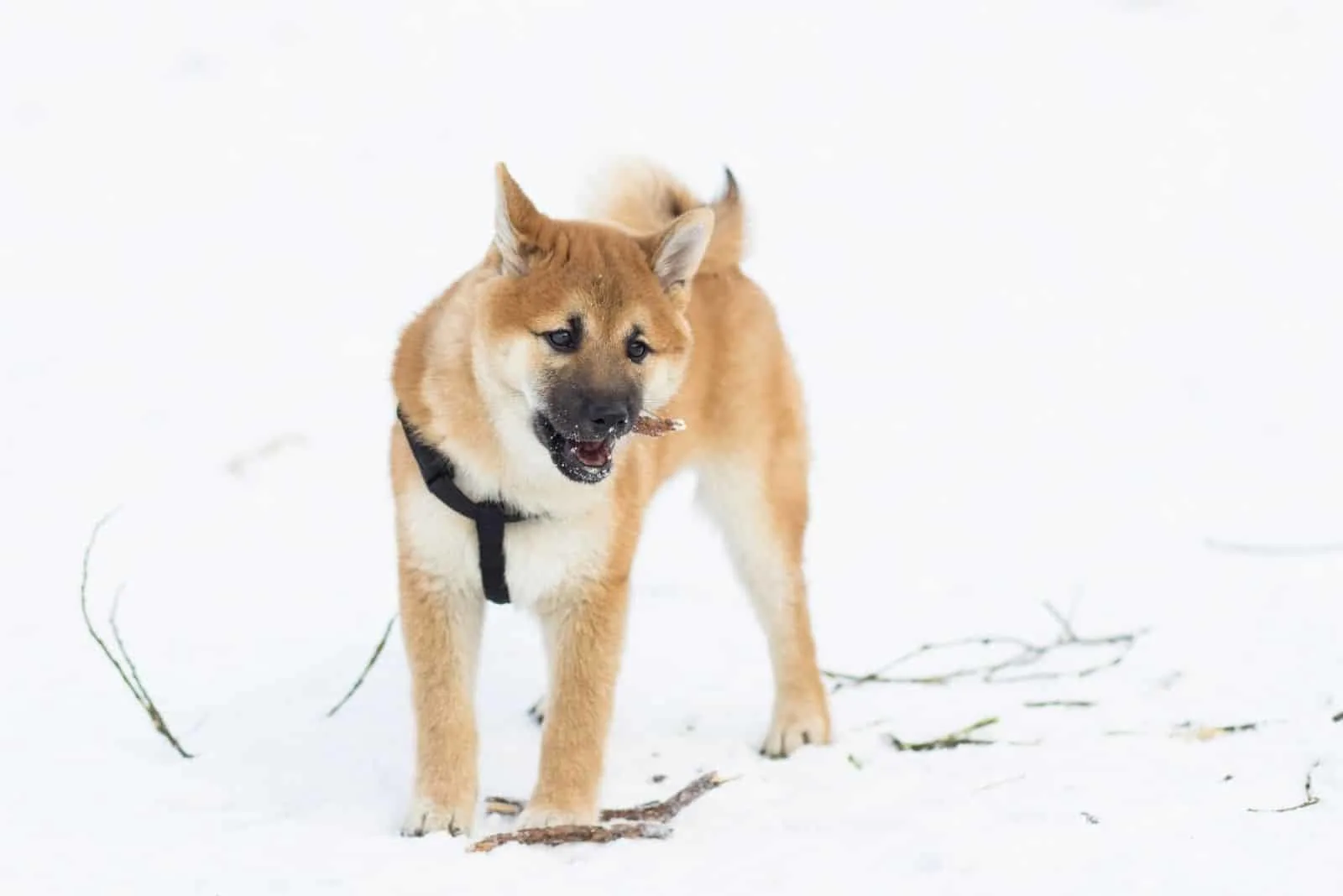 Shiba inus (shibe) dog playing in the snow