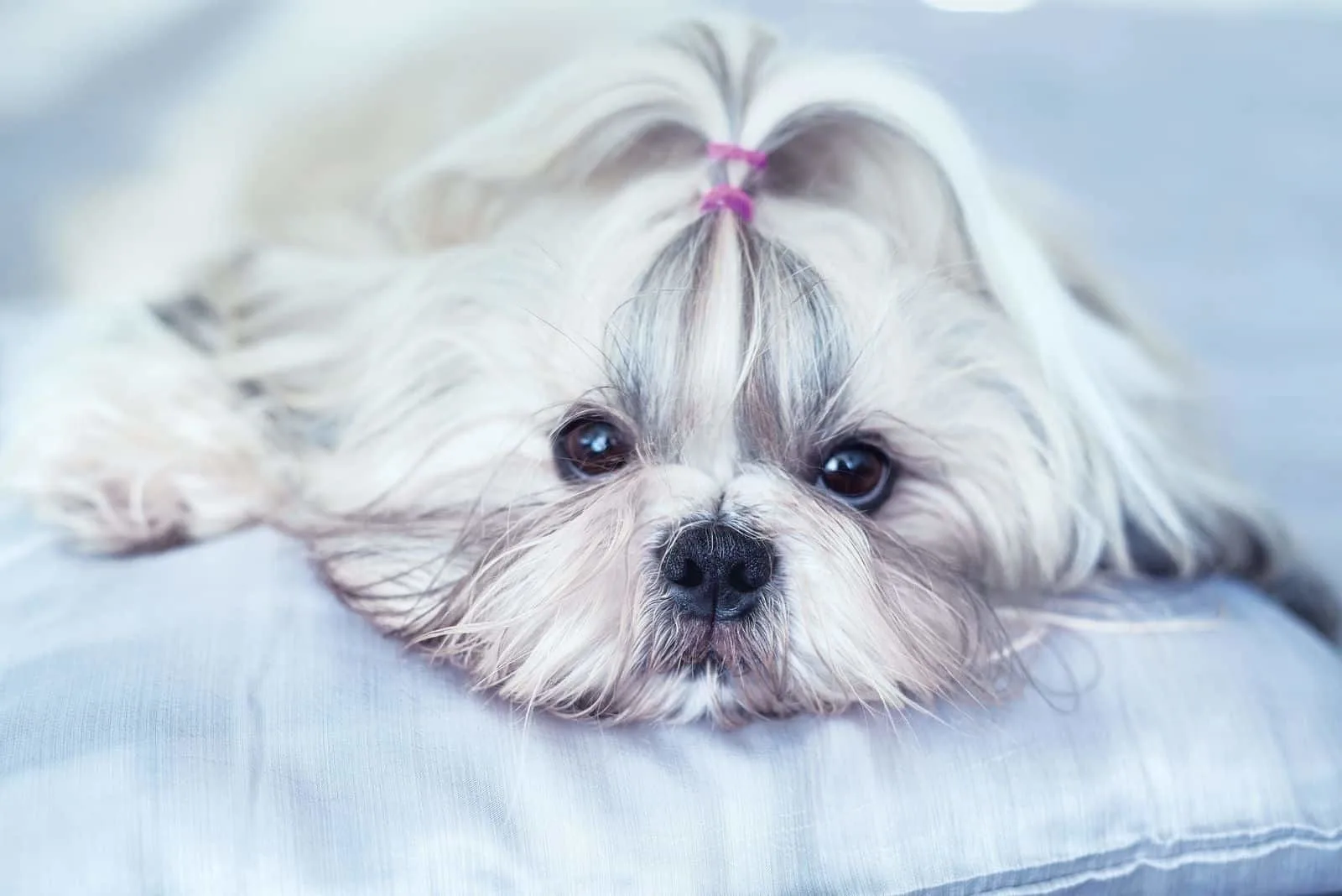 shih tzu dog lying down in in bed in white color