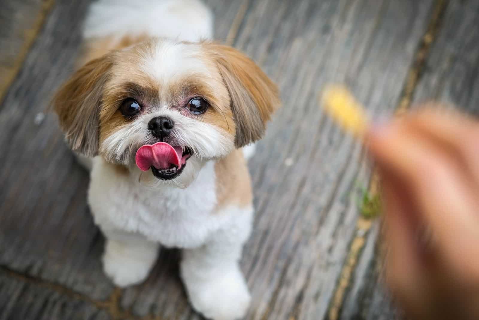 Shih tzu looking at the snack at the hand of a person