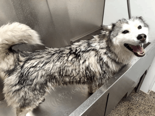 Siberian Huskies taking bath