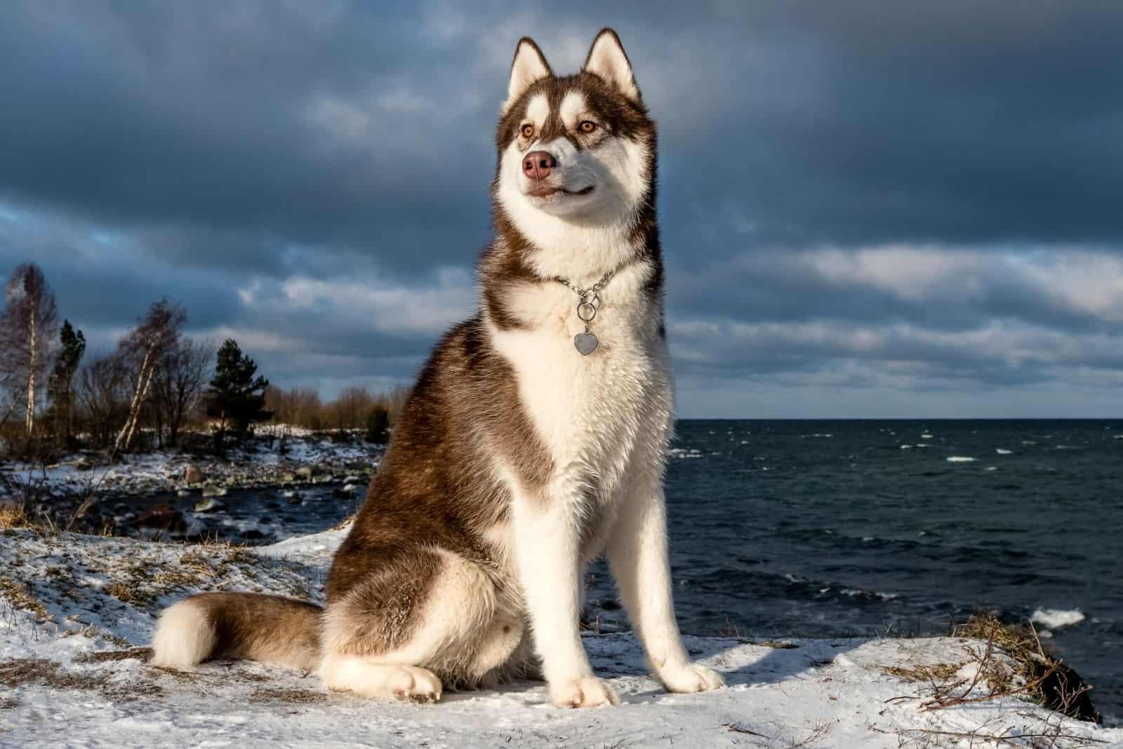 siberian husky dog standing in the snow near the body of water